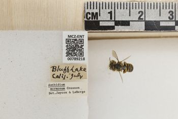 Media type: image;   Entomology 789218 Aspect: Labels